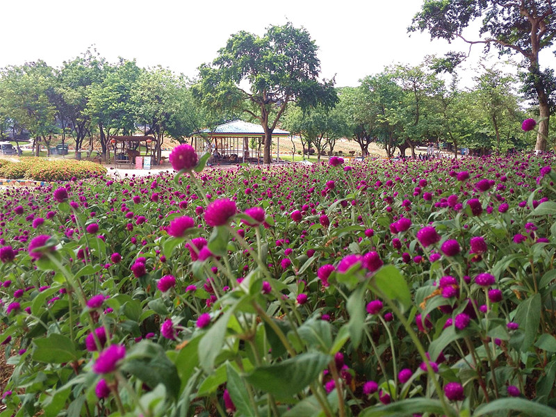 IMG_20170701_104546_副本.jpg IMG_20170701_104546_副本.jpg