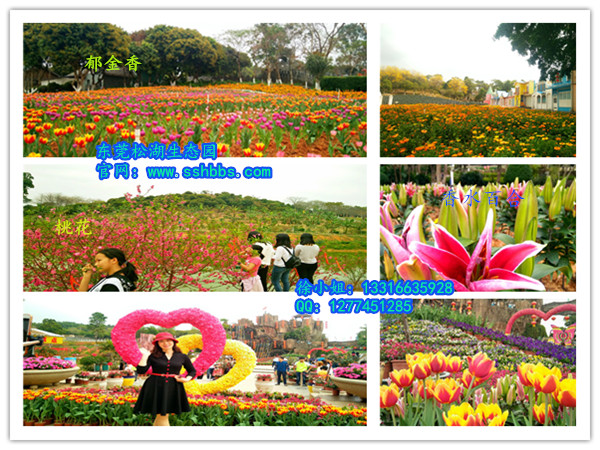 百花欣賞_副本.jpg 百花欣賞_副本.jpg