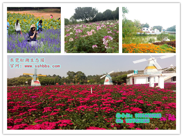 花海_副本 (2).jpg 花海_副本 (2).jpg