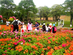 去松山湖春游賞花，別忘了加上野炊哦