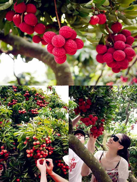 摘荔枝 (3).jpg 摘荔枝 (3).jpg