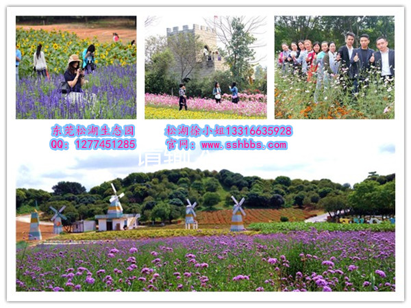 花海_副本.jpg 花海_副本.jpg